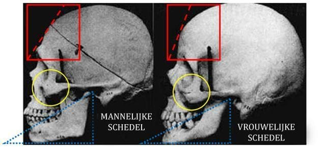 verschil in schedel man en vrouw